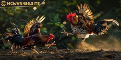 Đá gà CPC là một hình thức đá gà mang tính giải trí cao