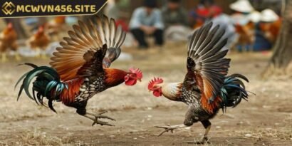 Đá gà Peru tại MCWVN là một môn thể thao cá cược hấp dẫn