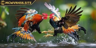 Việc quan sát chiến kê là một bí quyết quan trọng trong cá cược đá gà Thomo